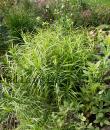 Carex muskingumensis 'Silberstreif'