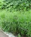 Carex muskingumensis