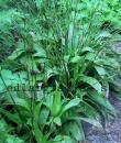 Carex plantaginea