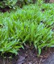Carex plantaginea