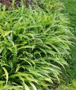 Carex plantaginea