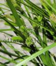 Carex pseudocyperus