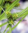Carex pseudocyperus