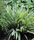 Carex siderosticha 'Variegata'