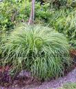 Carex caryophyllea 'The Beatles'