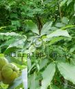 Carya ovata