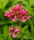 Centranthus ruber 'Coccineus'