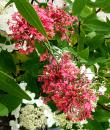 Centranthus ruber 'Coccineus'