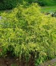 Chamaecyparis pisifera 'Filifera Aurea'