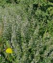 Clinopodium nepeta 'Blue Cloud'