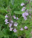 Clinopodium nepeta 'Blue Cloud'