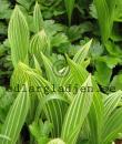 Convallaria majalis 'Albostriata'