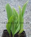 Convallaria majalis 'Albostriata'