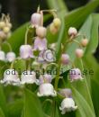 Convallaria majalis 'Rosea'