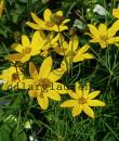 Coreopsis verticillata 'Zagreb'