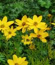 Coreopsis verticillata 'Zagreb'