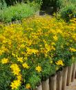 Coreopsis verticillata 'Zagreb'