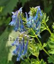 Corydalis omeniana