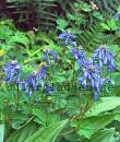 Corydalis omeniana