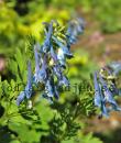 Corydalis omeniana