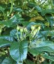 Crataegus x persimilis &#039;Prunifolia&#039;