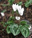 Cyclamen hederifolium &#039;Album&#039;