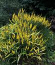 Cytisus nigricans 'Cyni'
