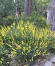 Cytisus nigricans 'Cyni'