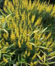 Cytisus nigricans 'Cyni'