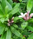 Daphne x transatlantica ETERNAL FRAGRANCE 'Blafra'