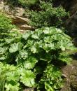 Darmera peltata