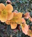Dasiphora (Fruticosa-Gruppen) &#039;Tangerine&#039;