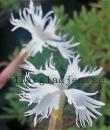 Dianthus arenarius 'Little Maiden'