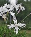 Dianthus arenarius 'Little Maiden'