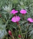 Dianthus (Gratianopolitanus-Gruppen) &#039;Pink Juwel&#039;