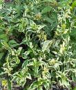 Diervilla sessilifolia COOL SPLASH &#039;Lpdcpodaras&#039;