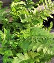 Dryopteris filix-mas