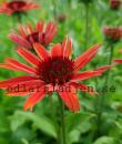 Echinacea CARROT CAKE 'Carrot489'