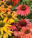 Echinacea CHEYENNE SPIRIT MIX