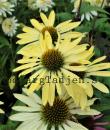 Echinacea 'Sunrise'