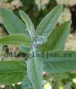 Elaeagnus angustifolia