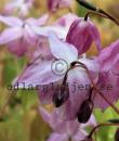 Epimedium 'Sasaki'