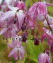 Epimedium 'Sasaki'