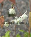 Epimedium youngianum 'Niveum'