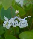 Epimedium youngianum 'Niveum'