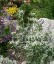 Eryngium bourgatii
