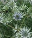 Eryngium bourgatii