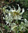 Erythronium californicum &#039;White Beauty&#039;
