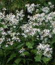 Eurybia divaricata 'Tradescant'