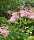 Filipendula rubra 'Venusta'